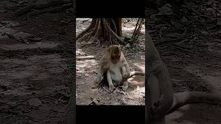 Wildlife monkey Mak and Dakuta so sweet monkeyliving shortsvideo [upl. by Anilehcim]