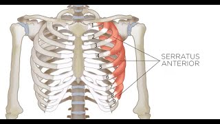 Two Minutes of Anatomy Serratus Anterior [upl. by Sanjiv]