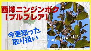 【プルプレア】西洋ニンジンボク。数年前に初ものを衝動買いしました。 [upl. by Sergeant]