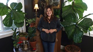 Fiddle Leaf Fig Care Guide 🌿  Garden Answer [upl. by Adnofal]