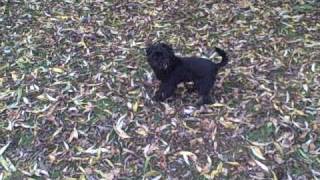 Affenpinscher Raul [upl. by Inafets]