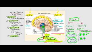 Lecture Video 1 The Brain [upl. by Flatto]