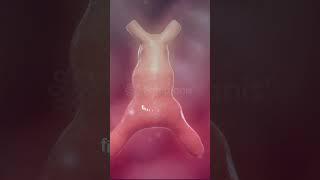 Incredible Heart formation 1st Heartbeat💖  Heart Embryology 3D heart pregnancy baby animation [upl. by Akehsay]