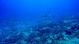 DIVING IN THE FAKARAVA ATOLL  Amazing Marine Life In French Polynesia [upl. by Nordin184]