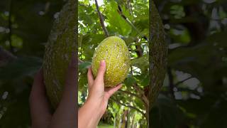 Bread Fruit Tree 🍞🍎 farm food bread sustainability [upl. by Piero82]