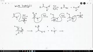 mechanism of amide hydrolysis [upl. by Efrem993]