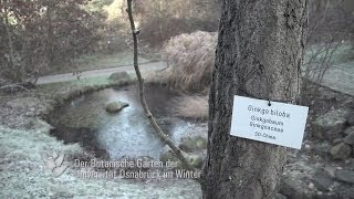 Der Botanische Garten der Universität Osnabrück im Winter [upl. by Torp]