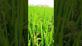 Rice field agriculture paddy tree shorts farming [upl. by Aiket953]