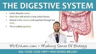 The Digestive System  GCSE Biology 91 [upl. by Yelena]