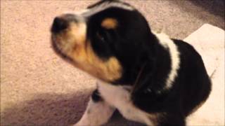 Cute 17 day old Puppies making small howl sounds for the first time [upl. by Guillemette840]