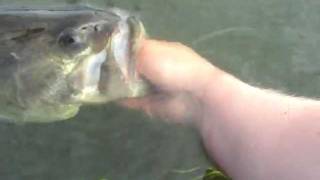 MONSTER BASS at Bantam Lake in Connecticut [upl. by Atsejam906]