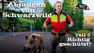 Abfangen von Schwarzwild  Teil 3 Richtig geschützt [upl. by Yelrahc]