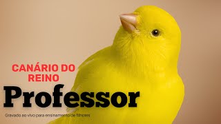 Canário do reino Professor gravado ao vivo para ensinamento de filhotes [upl. by Aklog]