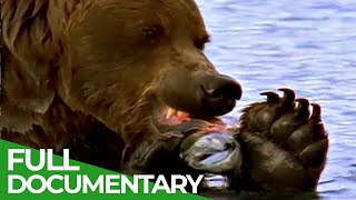 Majestic Bears of Alaska amp British Columbia  Free Documentary Nature [upl. by Ellehcam]