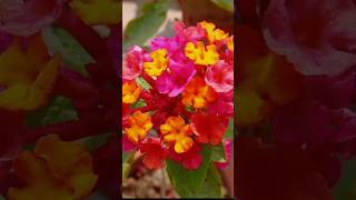 Lantana Plant gardeningtips lantanacamara invasivespecies lantana shortvideo trending [upl. by Akiehs]