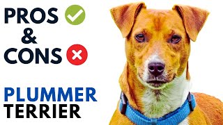 Plummer Terrier Pros and Cons  Plummer Terrier Dog Advantages and Disadvantages [upl. by Emsmus549]