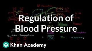 Regulation of blood pressure with baroreceptors  NCLEXRN  Khan Academy [upl. by Shanly491]