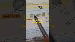 La chaine respiratoire 2bac pc et svt science2ème partie [upl. by Notsa]