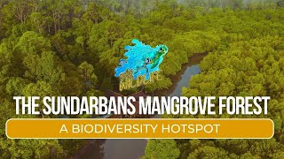 The Sundarbans Mangrove Forest – A Biodiversity Hotspot viralvideo [upl. by Akimad]