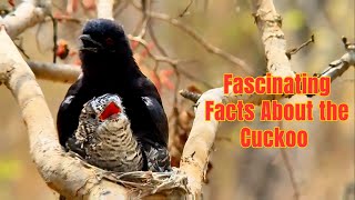 Shocking Facts About Cuckoo Birds Nature’s Master of Parasitic EggLaying  Discover Wildlife [upl. by Cousin428]