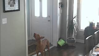 Pharaoh Hound Howl Sounds Like an Air Raid Siren [upl. by Suirauqram972]