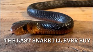 EASTERN INDIGO SNAKE my last snake … [upl. by Ayidan]