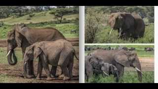 African Wildlife Safari in Tanzania 2014 [upl. by Yna357]