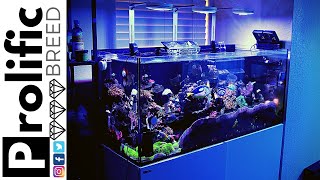 MIXED REEF TANK AQUARIUM UPDATE  RED SEA REEFER 350 [upl. by Godfry]