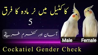 Cockatiel gender confirmation  male female difference in cockatiel [upl. by Eiramllij]