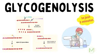 Glycogenolysis  In just 3 minutes  Biochemistry  Medinare [upl. by Anaoj547]