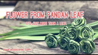 Flower from Pandan Leaf  Pandanus Leaves Flowers  Asia Scenic Thai Cooking School [upl. by Yreved]