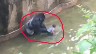 Cincinnati Zoo gorilla Harambe killed to protect boy who fell into enclosure [upl. by Herring]