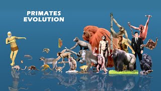 Primate Evolution  Human Evolution  Primate Classification and Size Comparison Living and Extinct [upl. by Painter630]