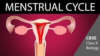 Menstrual cycle  How do organisms reproduce 10th biology  ncert class 10 sciencecbse syllabus [upl. by Innavoj187]