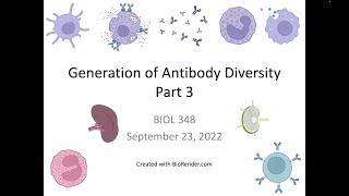 Immunology Fall 2022 Lecture 11 Generation of Antibody Diversity 3 [upl. by Larkin690]