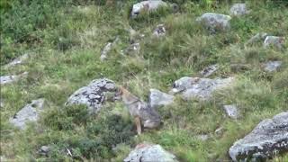 Loup Alpes Françaises septembre 2017 [upl. by Lejna]