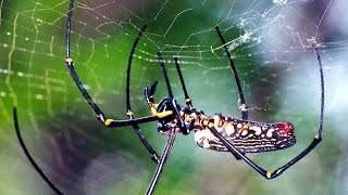 Giant Wood Spider Nephila maculata one of the biggest spiders in the world [upl. by Jaye]