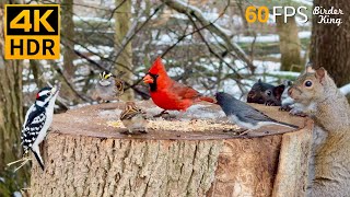 Cat TV for Cats to Watch 😺 Romantic Snow with Lovely Birds and Squirrels 🐿 8 Hours 4K HDR 60FPS [upl. by Eillim]