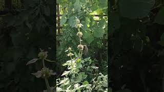 Leonotis nepetifolia a medicinal plant of Jamtara Forest Division Jharkhand forest nature [upl. by Peer]