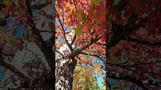 White Oak Tree in Autumn whiteoak oaktree fallcolors [upl. by Arabelle]