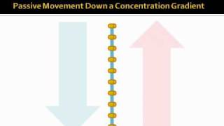 Dialysis Basic Mechanisms [upl. by Bertold932]