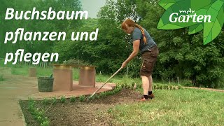 Buchsbaum als Beeteinfassung  MDR Garten [upl. by Otilopih]