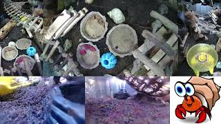 Time Lapse of Hermit Crab Live Stream October 10th  October 11th 2024 30x [upl. by Trish553]