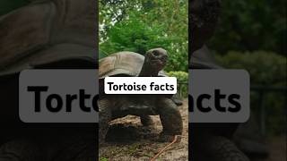 Fun facts about tortoise you might not know tortoise shorts [upl. by Raimund]