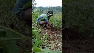 Planting a Soap Nut Tree [upl. by Arita397]