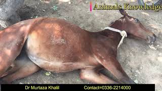 What Is Equine Colic Diagnosis treatment and prevention by Dr Murtaza Khalil ANIMALS KNOWLEDGE [upl. by Leciram]