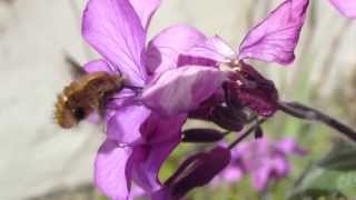 BeeFly  Bee mimic flies  Bombylius major  Loðfluga  Mánasjóður  Tunglblóm  Skordýr [upl. by Latvina]