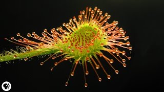 4 DEADLY Carnivorous Plants [upl. by Asin641]