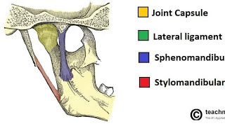 ligaments of the mandible snell anatomy شرح بالعربي [upl. by Lamrouex]