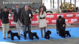 Mejor Schnauzer Mini Negro Mono Schnauzer 2013 [upl. by Earla]